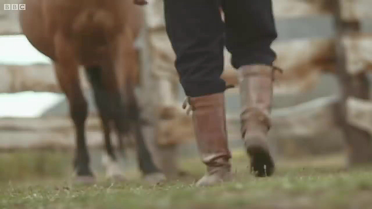 بهترین حیوانات آمریکای جنوبی |...