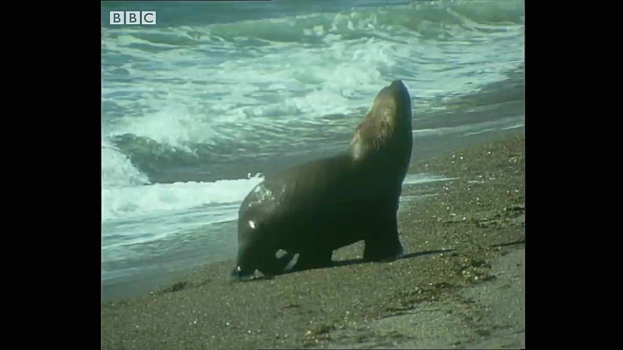 نهنگ های قاتل شکار شیرهای دریا...