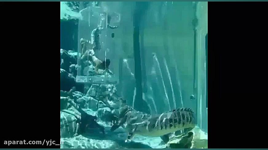 بازدید دلهره آور از استخر تمسا...