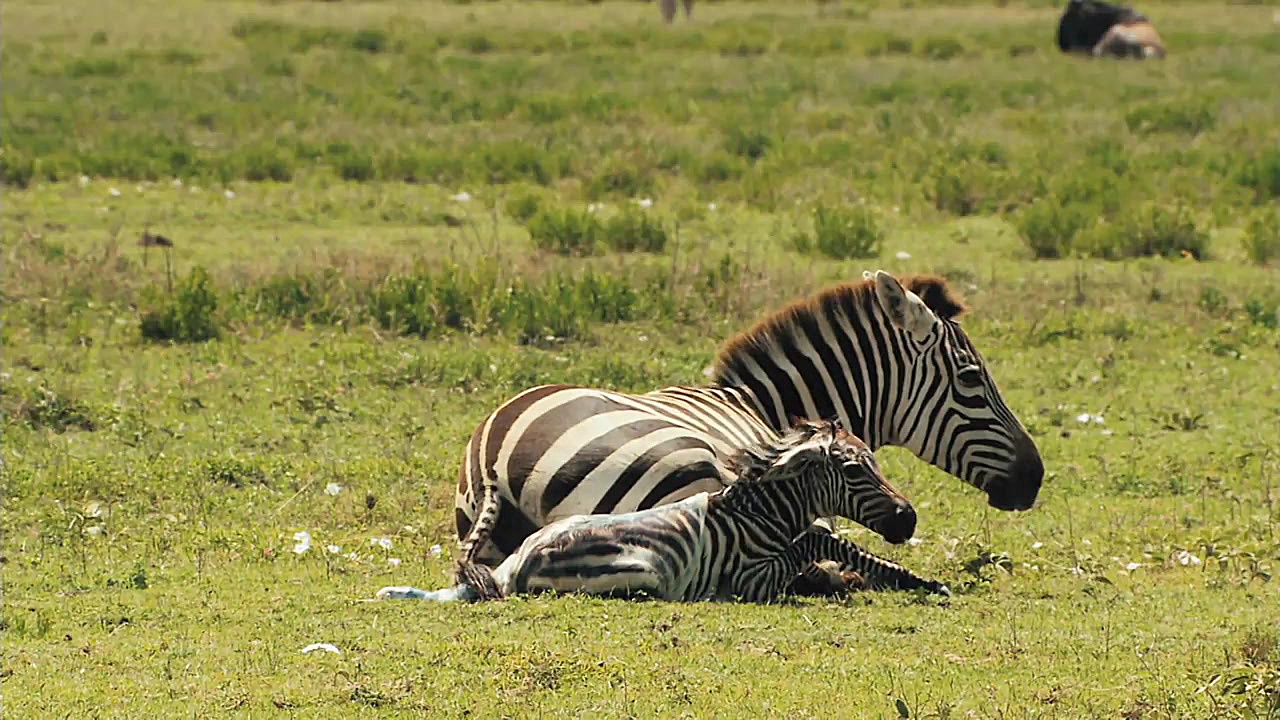 طبیعت شگفت انگیز: برای زنده ما...