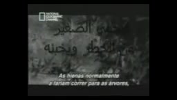 کشتن میمون توسط پلنگ و ....