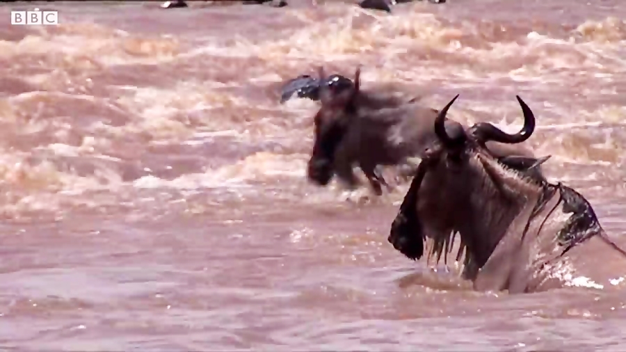 دنیای حیوانات  کروکودیل سریع ت...