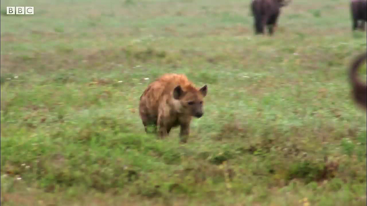 دنیای حیوانات  مبارزه بچه حیوا...