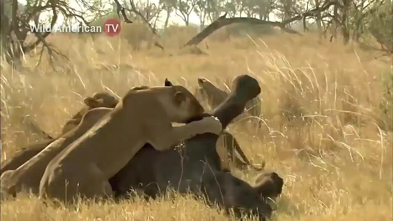 پلنگ به شکار گراز وحشی میرود.....