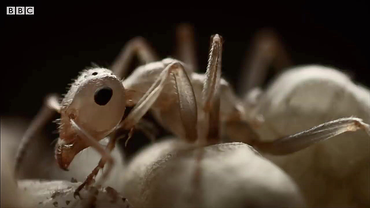 دنیای حیوانات  امپراطوری مورچه...