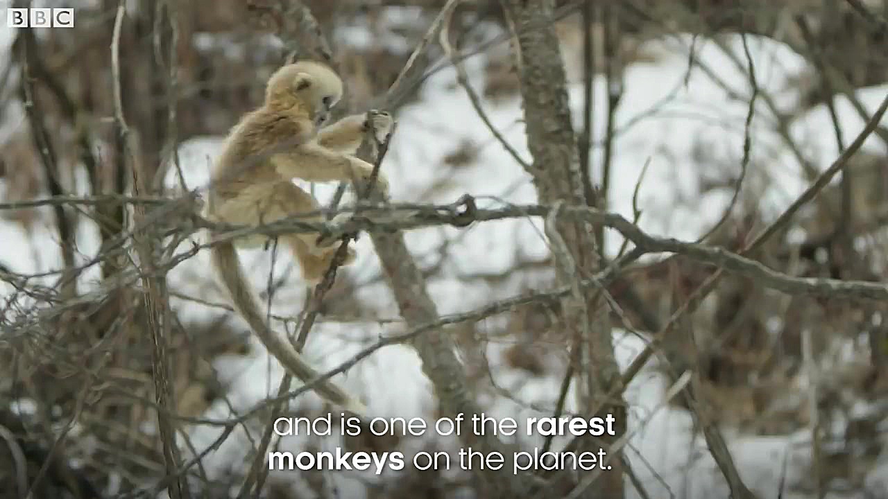 دنیای حیوانات  میمون پوست آبی...