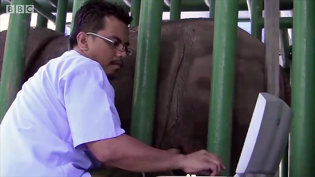 دنیای حیوانات  انقراض کوچک تری...