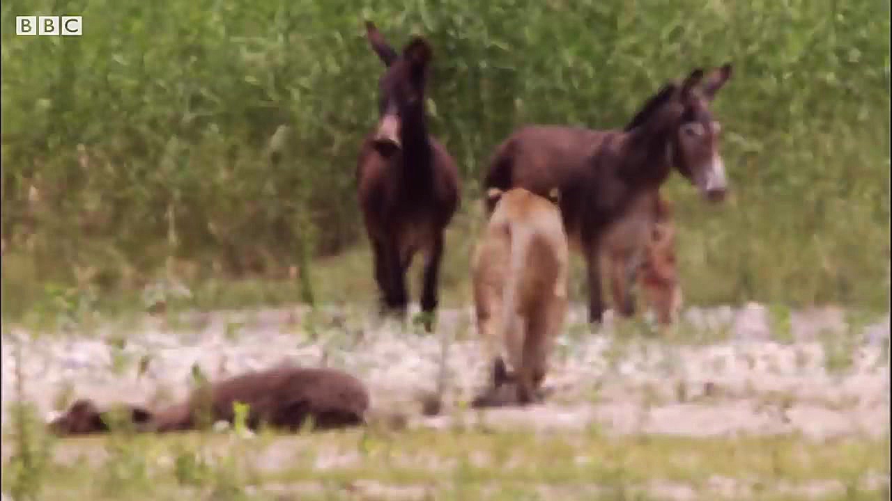 دنیای حیوانات  حمله بی رحمانه...