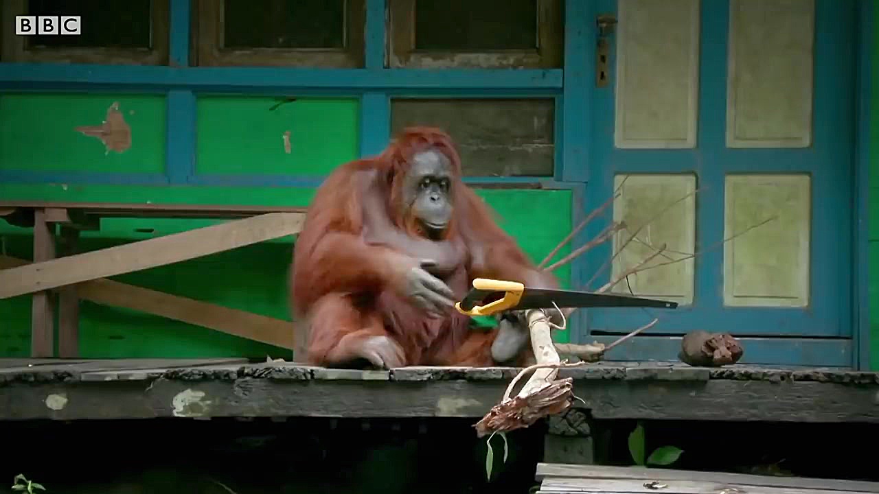 دنیای حیوانات  برترین حیوانات...