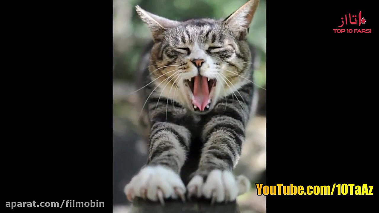 چرا خمیازه؟ Top 10 Farsi