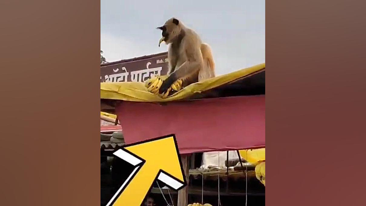 دزدی میمون از مغازه