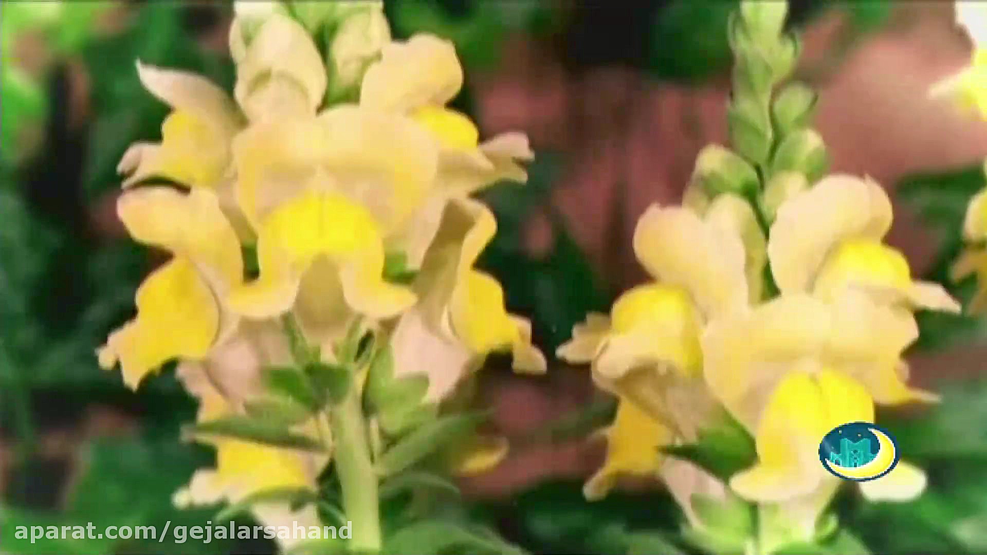 کلیپ مذهبی هفته وحدت