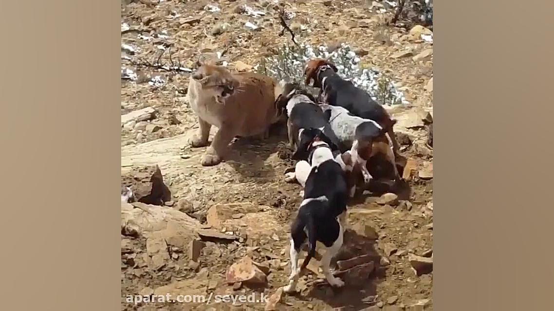 شیر کوهی وسگ