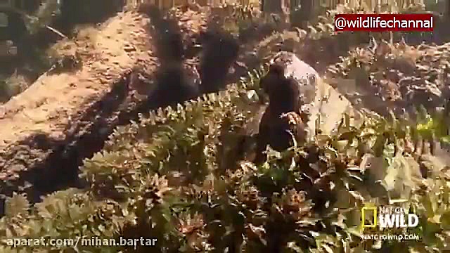 استراتژی صبر برای شکار