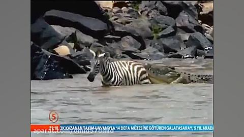 مستند حیات وحش شکار حیوانات تو...