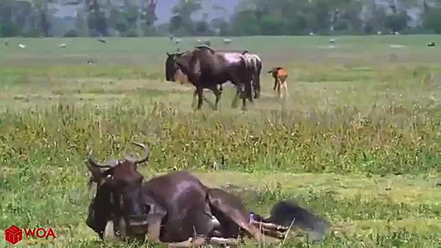 شکار بچه تازه متولد شده گاو وح...