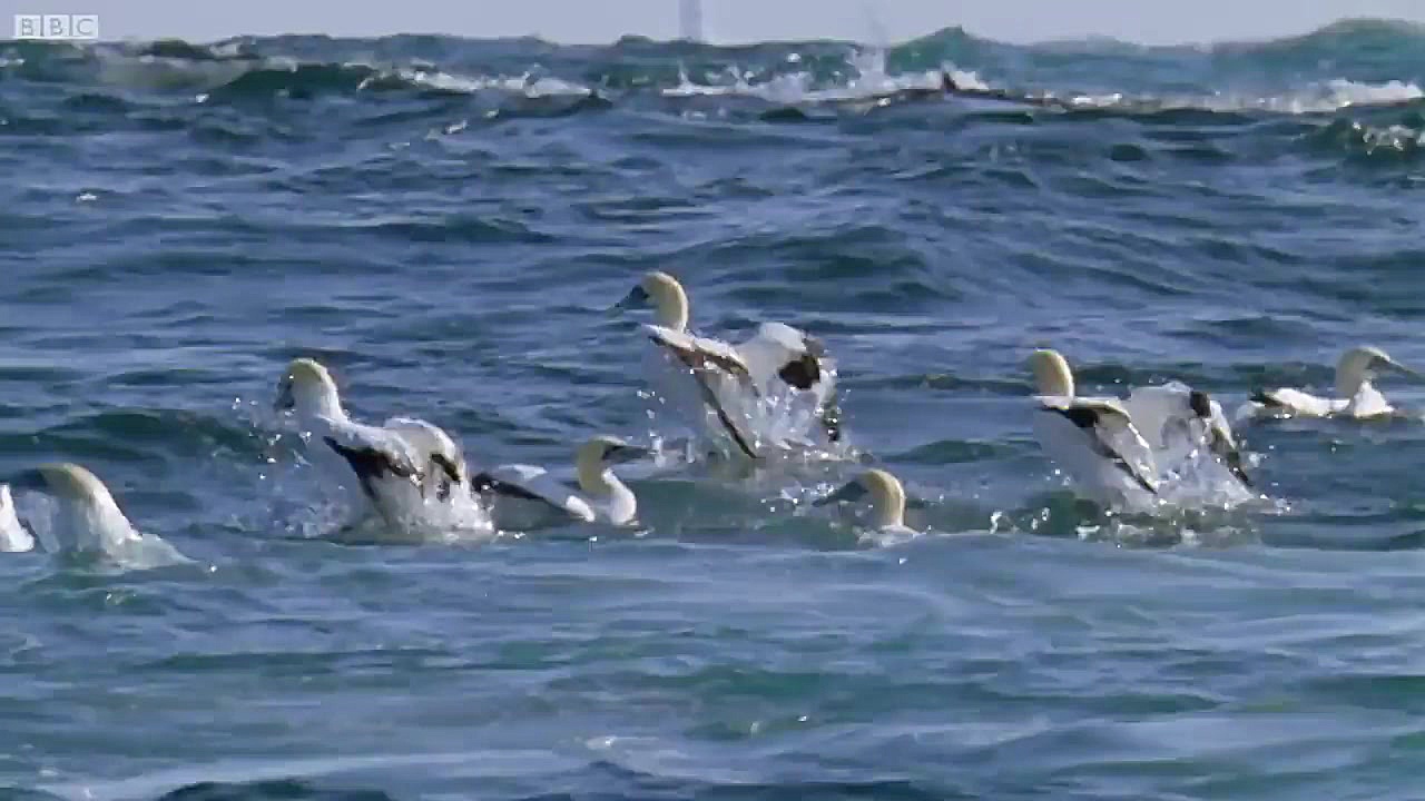 شکار و تغذیه هزاران موجودات آب...