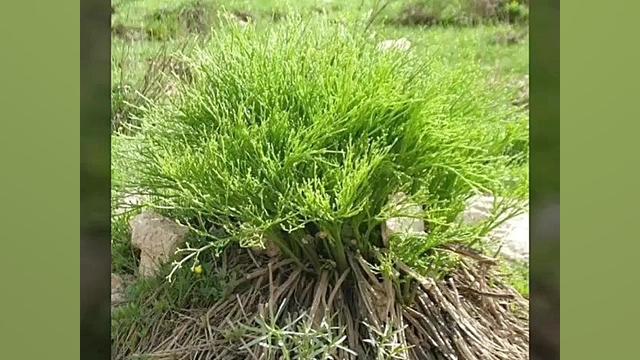 آهنگ غمگین لری  چویله تو بوی م...