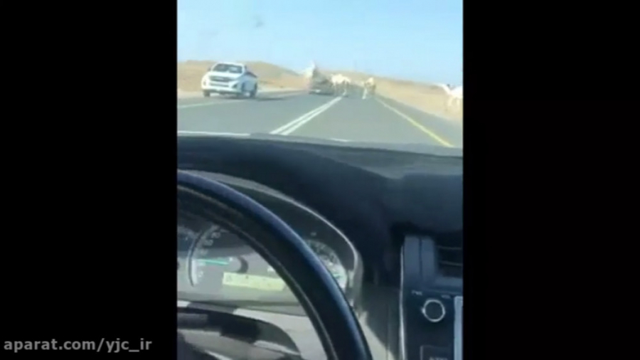 لحظه تصادف شدید شتر با خودروی...