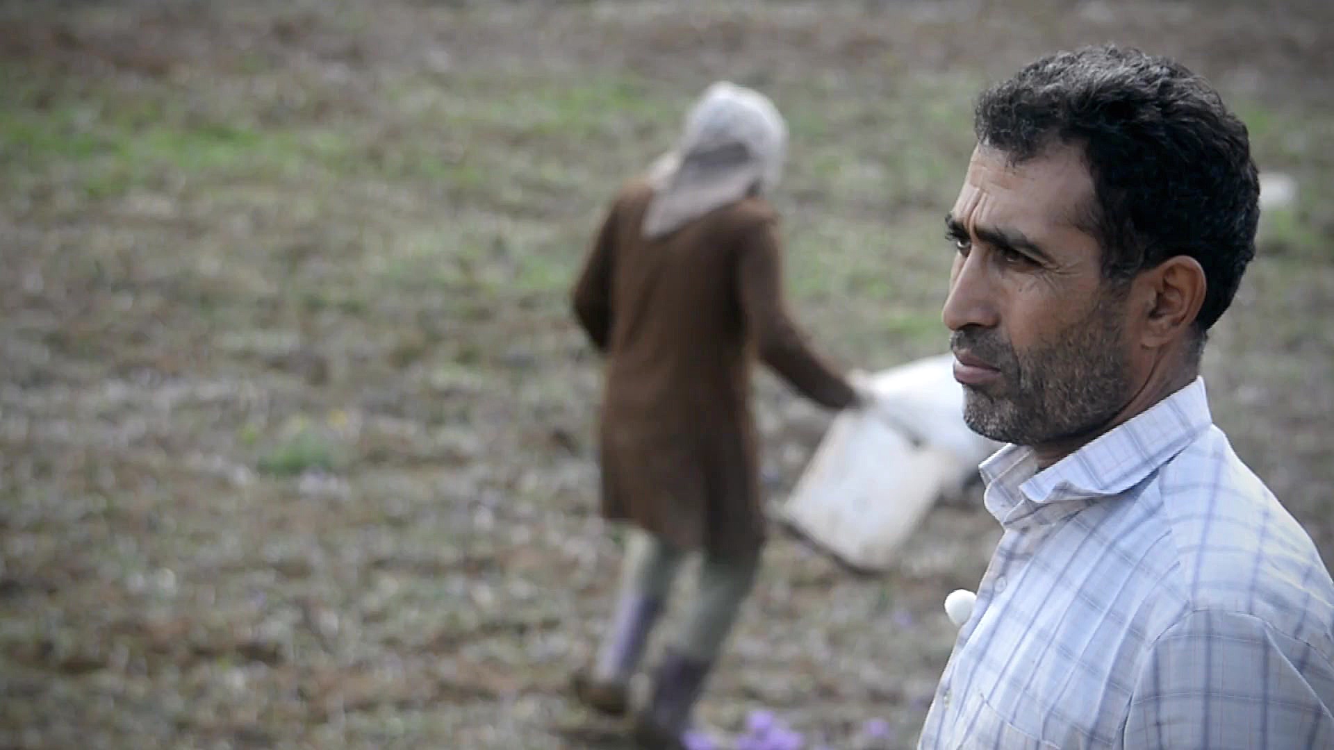 برداشت زعفران در منطقه هزارجری...