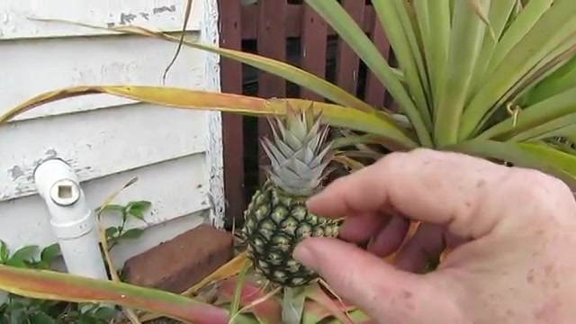 پرورش گیاهان مختلف