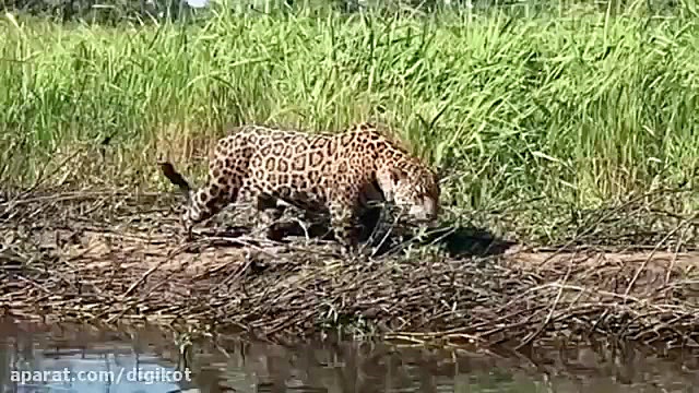 تماشایی ترین حمله های پلنگ به...