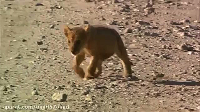 مستند حیات وحش آفریقا قسمت 1