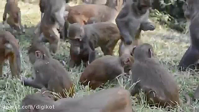 حمله وحشتناک گروه میمون به پاش...