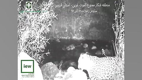 ثبت تصویر پلنگ پس از شکار یک گ...