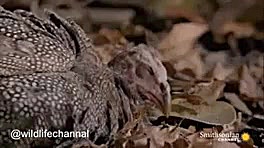 استتار ماهرانه مار برای شکار پ...