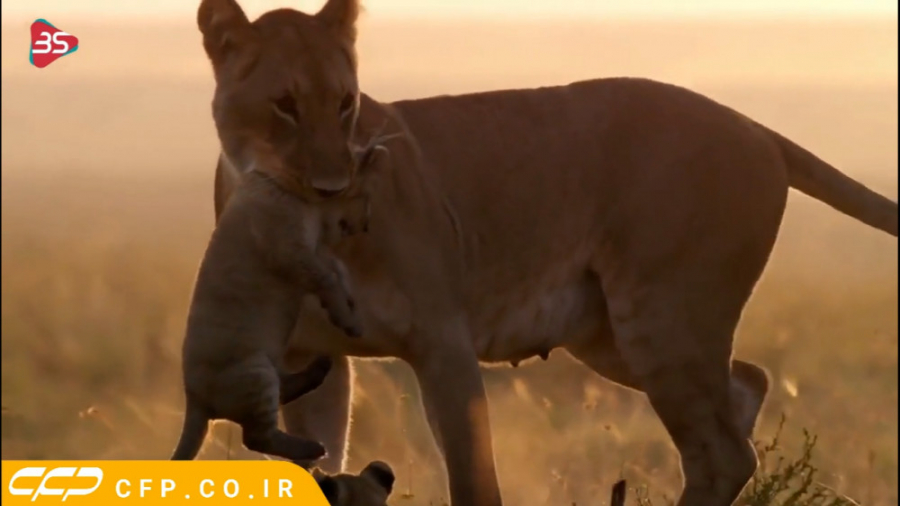 زیبایی های حیات وحش