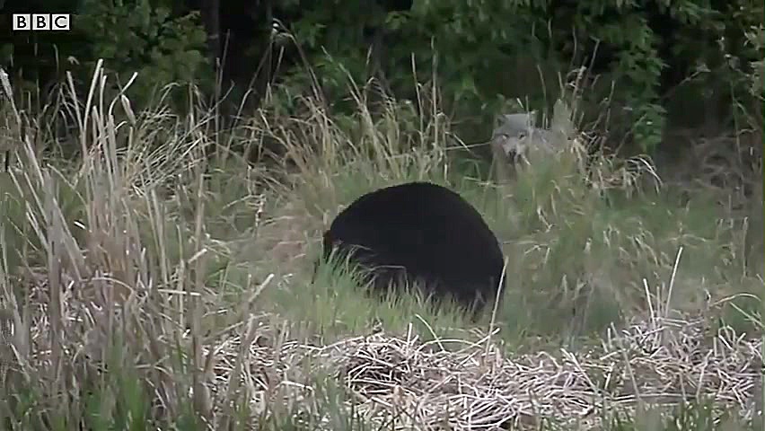 حمله گله ی گرگها به خرس گرسنه...