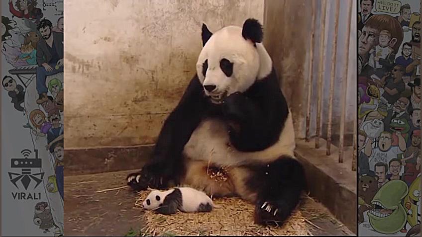 ویدئوی وایرال بچه پاندا (اصلاح...