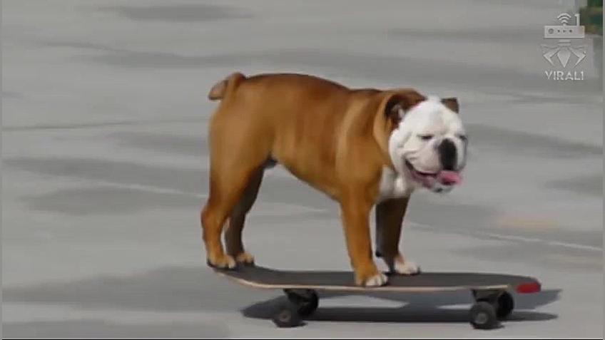 وایرال ویدئوی سگ اسکیت سوار  و...