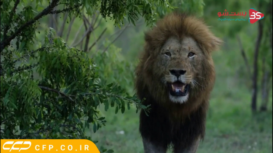 حیات وحش فوق العاده آفریقا