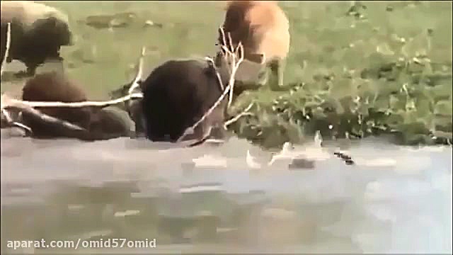 مستند حیات وحش سری 2