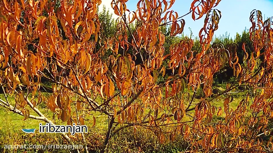 نماهنگ پاییز زنجان