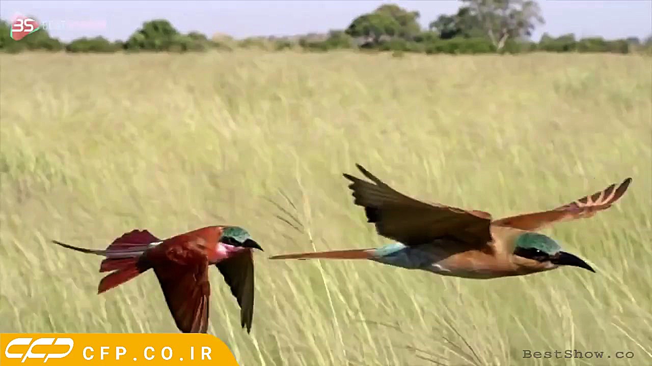 کلیپ فوق العاده حیات وحش (حتما...