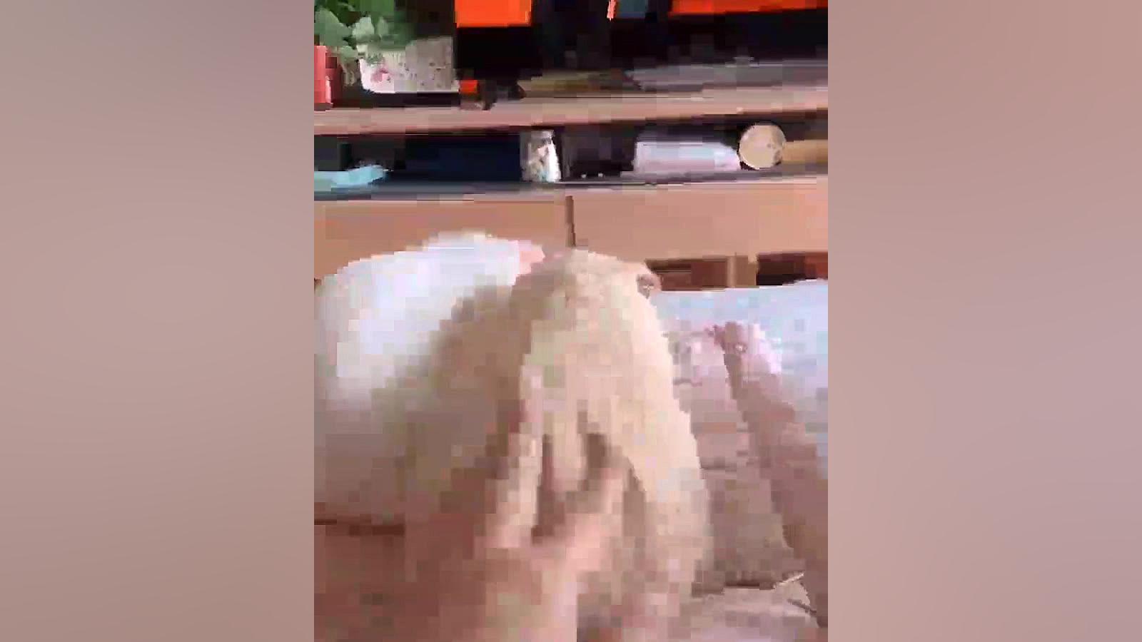 خوکچه های هندی و تماشای تلویزی...