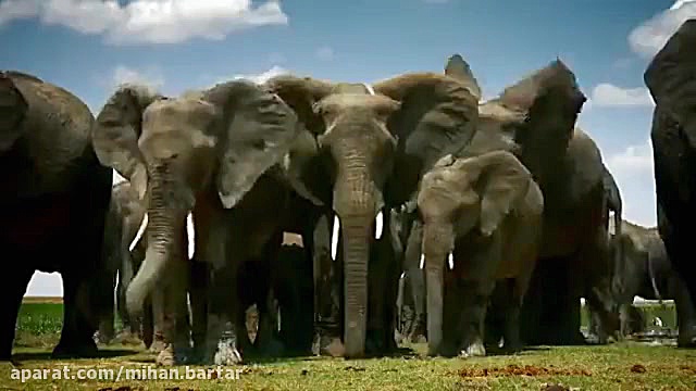 محافظت فیل از گله اش در مقابل...