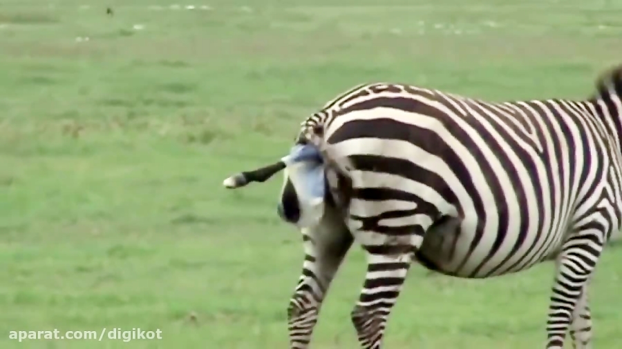 حمله شیر نر بزرگ به گورخر تازه...