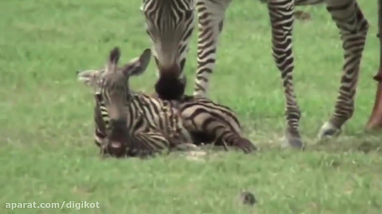 حمله شیر نر بزرگ به گورخر تازه...