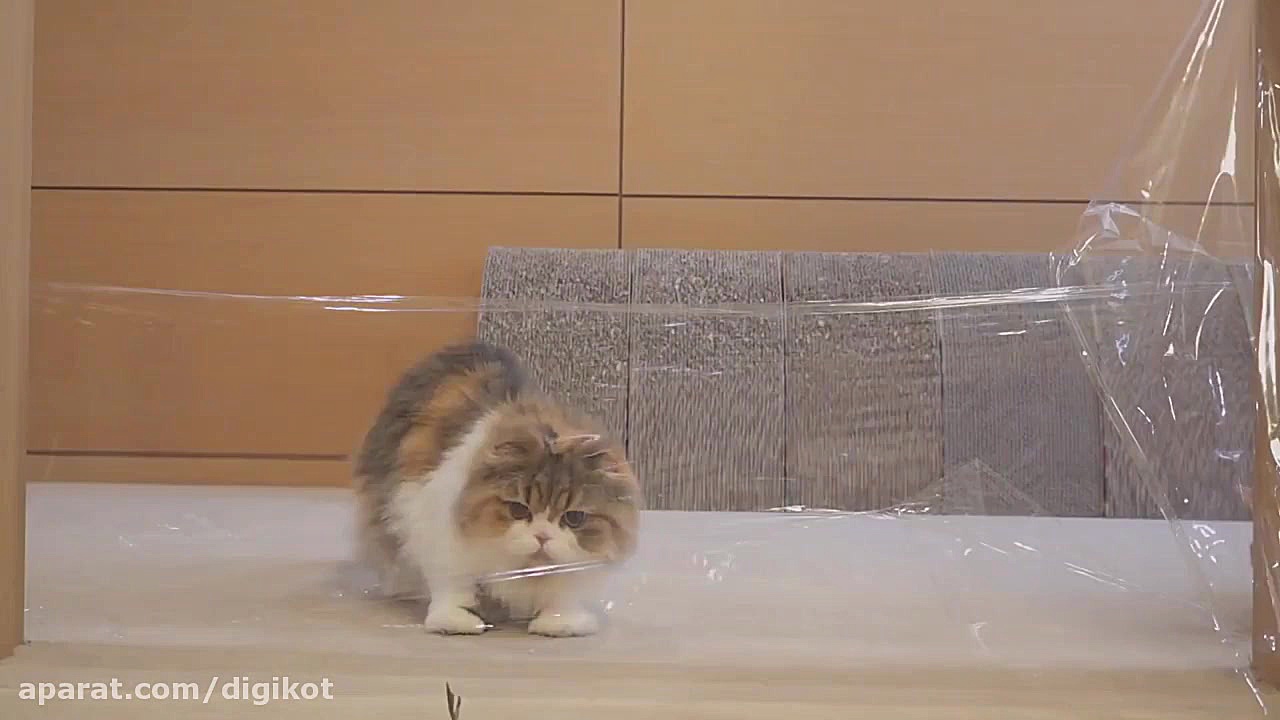 فرق گربه های باهوش و خنگ