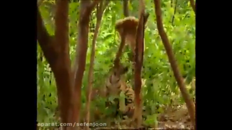 میمون عوضی و بچه ببرها