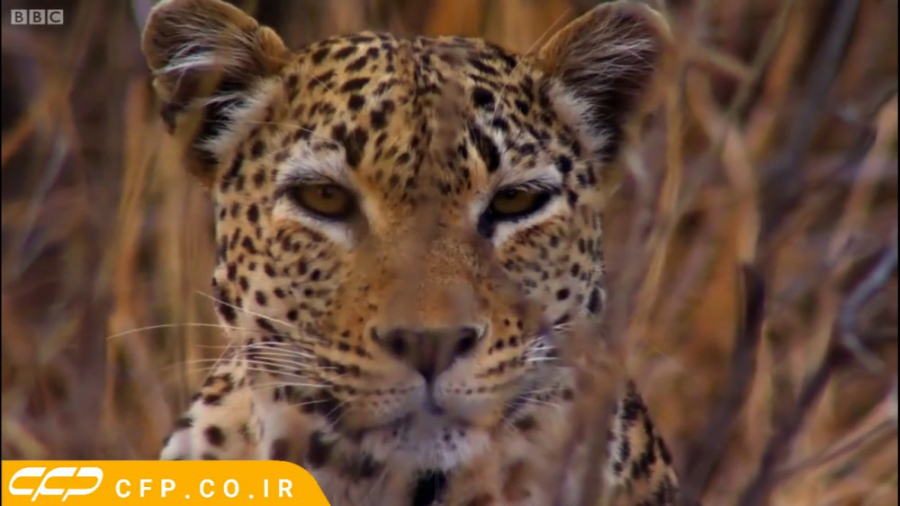 حیات وحش زیبای آفریقا (حتما بب...