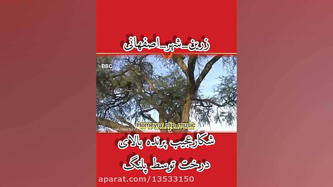 شکارپرنده توسط پلنگ بالای درخت...