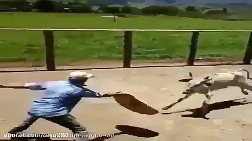 گاو طرف رو از پای درآورد