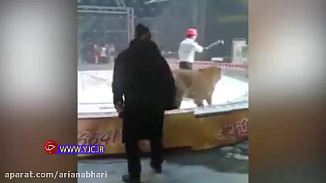 حمله وحشتناک ببر به اسب در سیر...