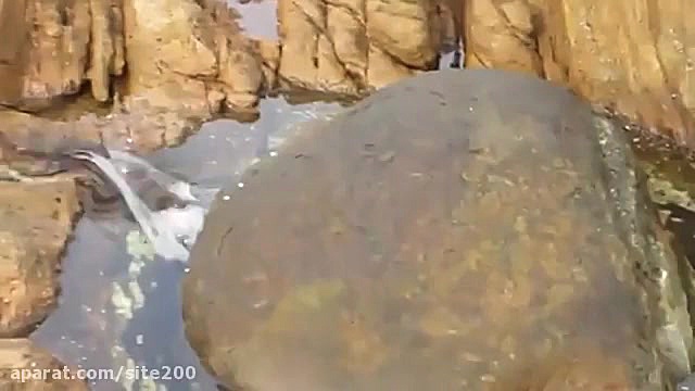 شکار حیرت آور خرچنگ توسط اختاپ...