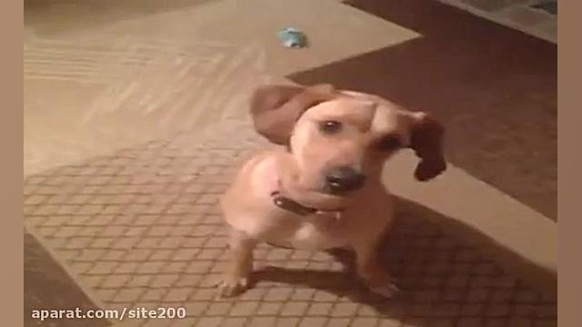 سگ هنرمند ( از بعضی از بازیگرا...